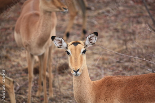 Impala femelle 2
