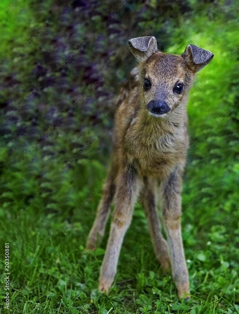 Fototapeta premium Bambi