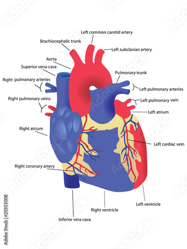 human heart vector