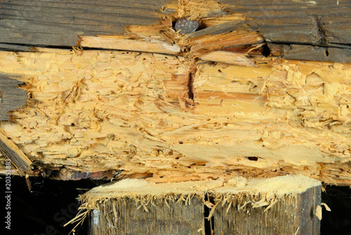 Photography Holzwurm - woodworm 01