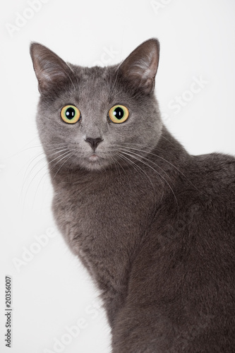 british grey cat