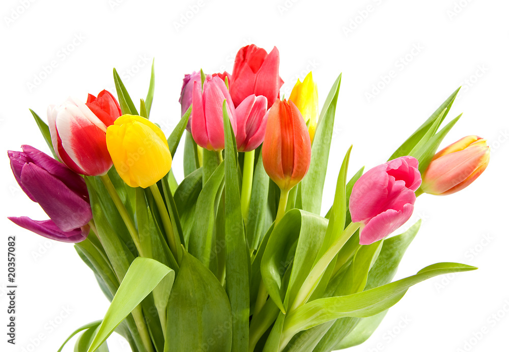 Bouquet of Dutch tulips over white background Bouquet of Dutch tulips over white background
