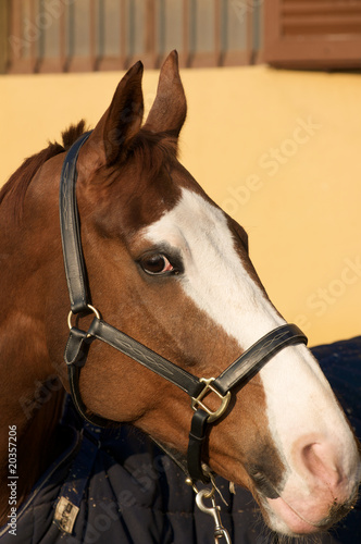 Amico cavallo 12 © Alfredo Panini