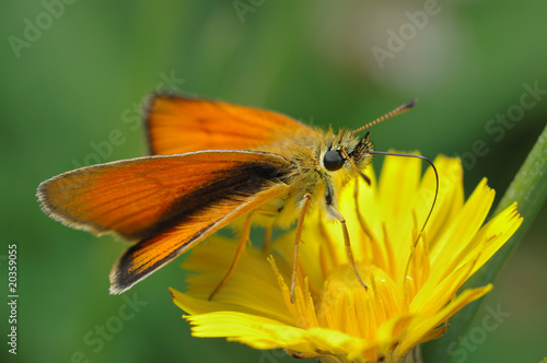 Butterfly Large Skipper (Ochlodes sylvanus).