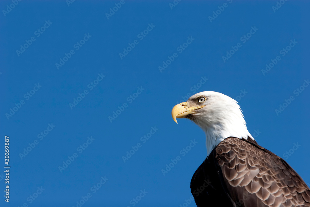 Bald eagle Bald eagle