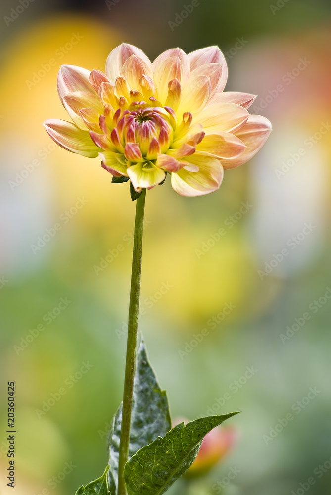 Fototapeta premium Orange/Yellow Flower