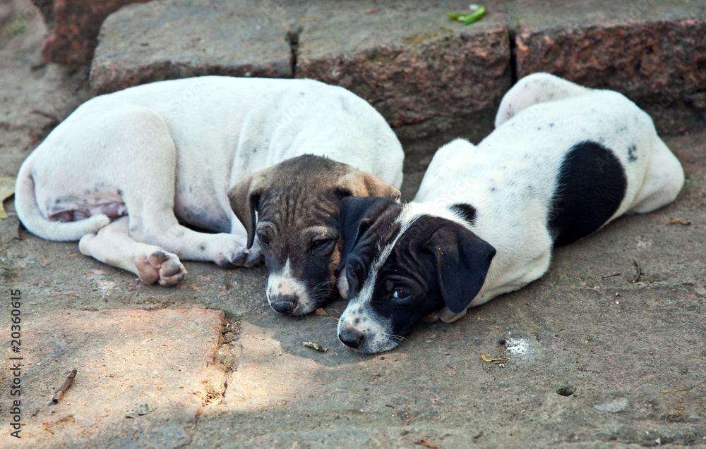 baby dogs in temple area Wat Phra Si Sanphet, Ajutthaya baby dogs in temple area Wat Phra Si Sanphet, Ajutthaya