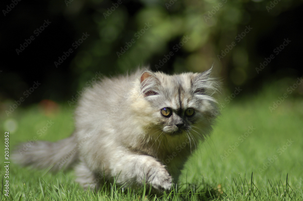 Laufendes langhaariges Katzenkind Laufendes langhaariges Katzenkind