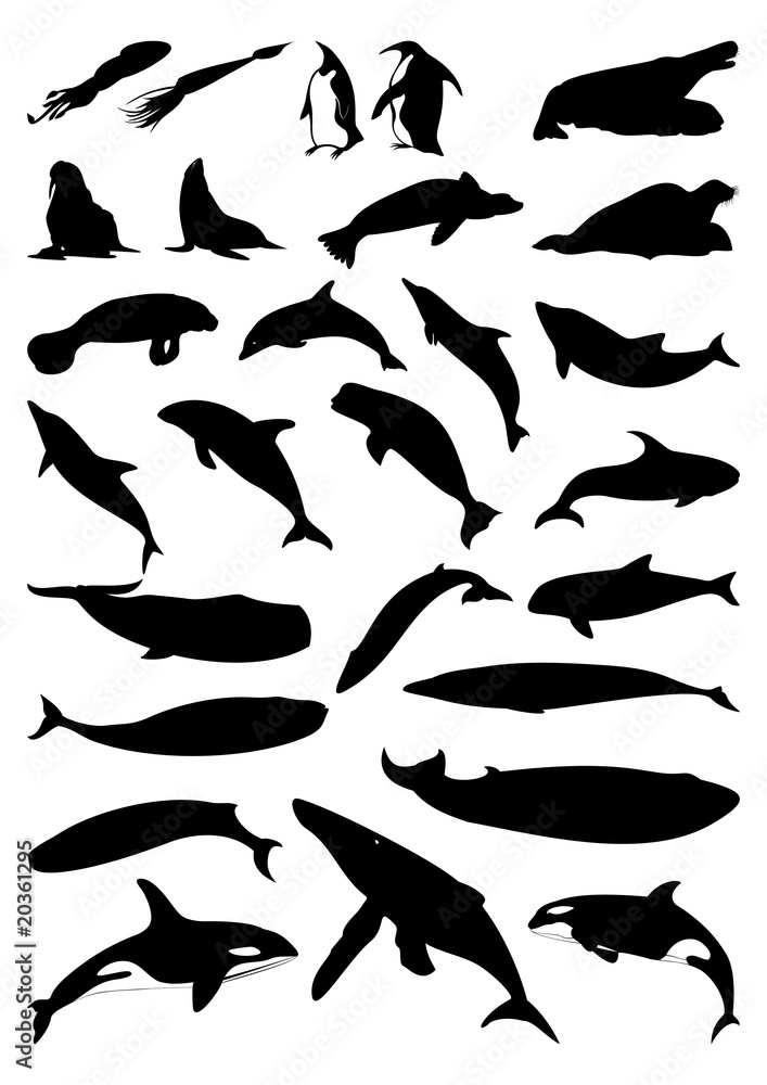 Sea mammals Sea mammals