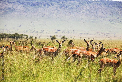 Antelope in grass