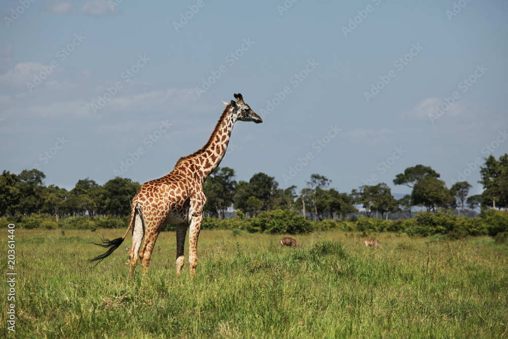 Obraz premium Girafe