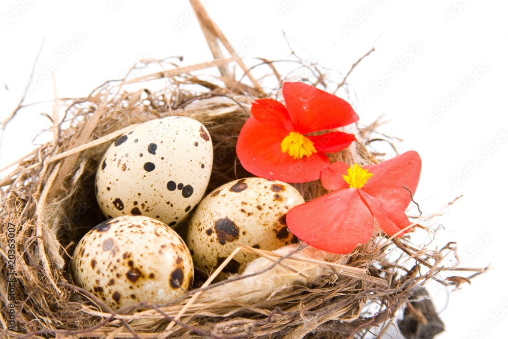 Obraz premium Bird's nest