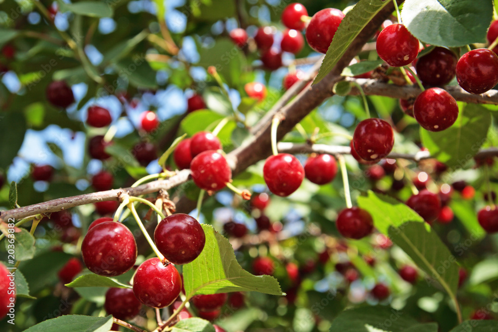 Red berries of a cherry on a branch Red berries of a cherry on a branch