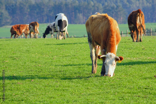 cows on pasture photo