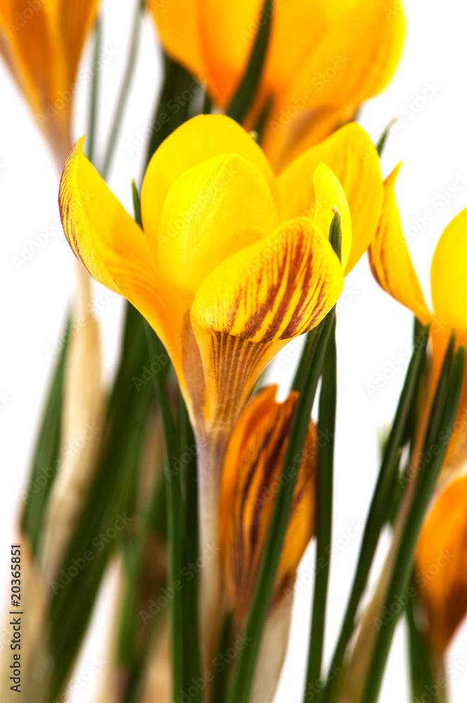 Fototapeta premium Yellow botany Crocus