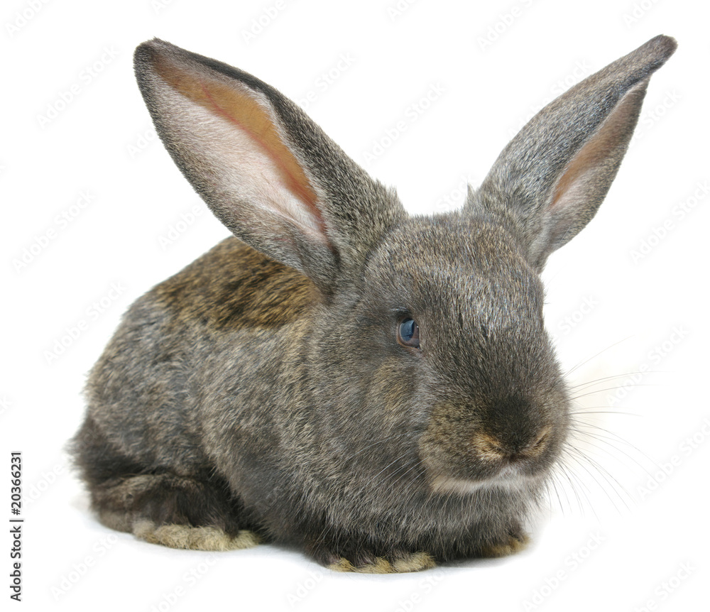 Fototapeta premium rabbit