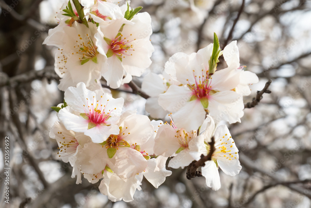 Obraz premium Almond tree pink flowers.
