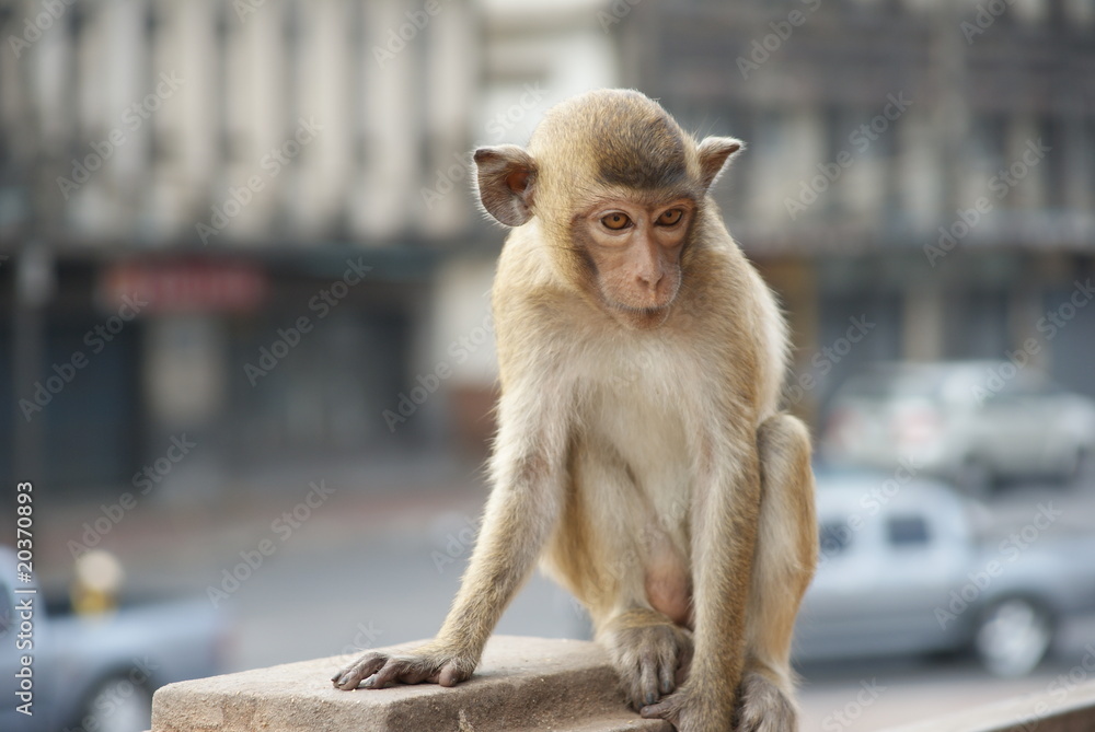 Fototapeta premium baby monkey