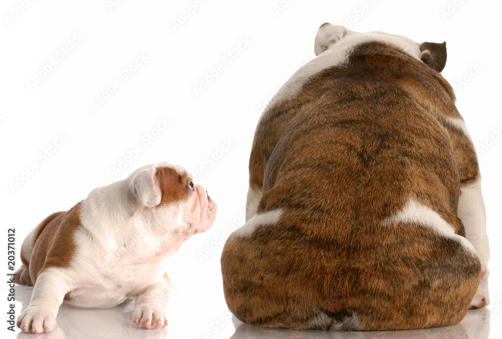 mother dog angry with her puppy - english bulldogs mother dog angry with her puppy - english bulldogs