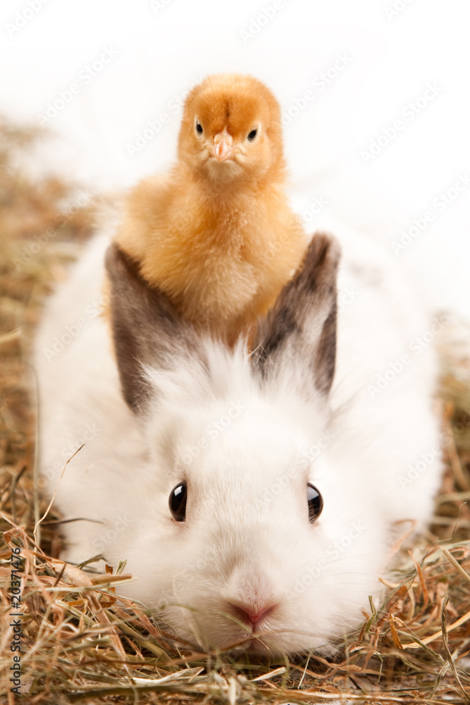 Fototapeta premium Chick and bunny