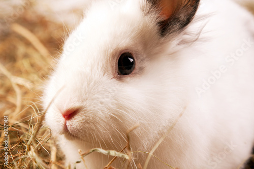 Bunny Rabbit © BrunoWeltmann