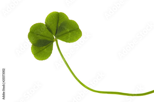 Four Leaf Clover isolated on the white background