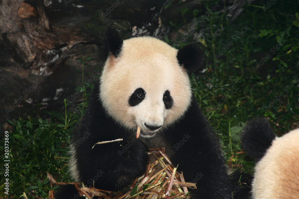 Fototapeta premium giant panda eating bamboo