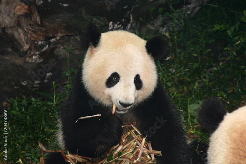 giant panda eating bamboo