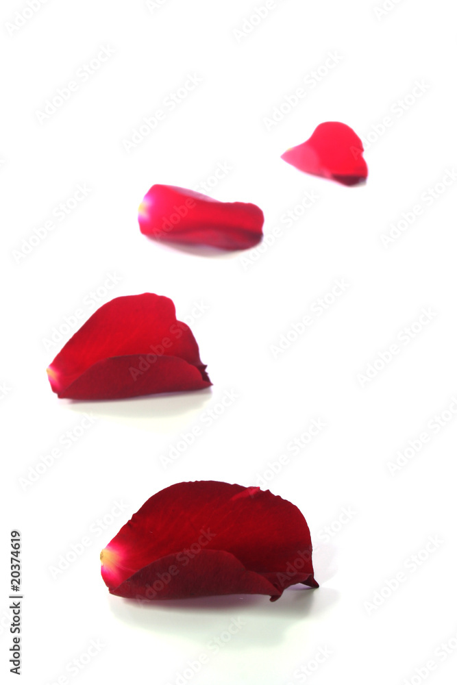 Fototapeta premium rote Rosenblätter als Hintergrund