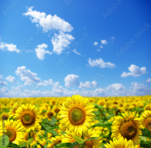 sunflower field