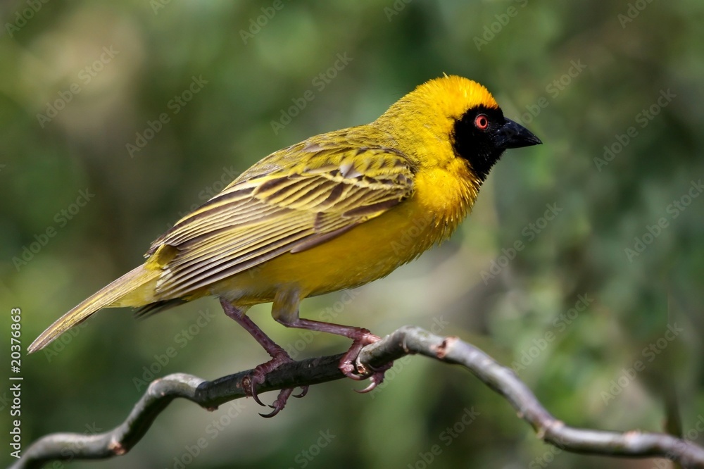 Fototapeta premium Masked Weaver Bird