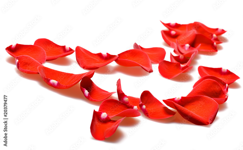 Red rose petals on white. Red rose petals on white.