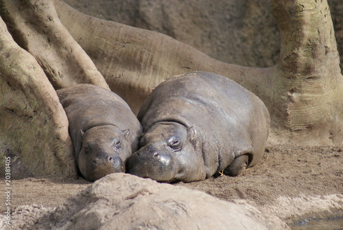 Pygmy Hippopotamus: Snuggles