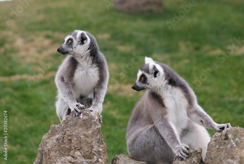 Ring-tailed Lemurs on the rocks photo