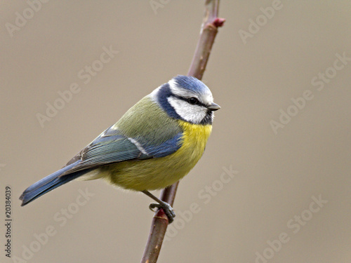 Mésange bleue (parus caeruleus) photo