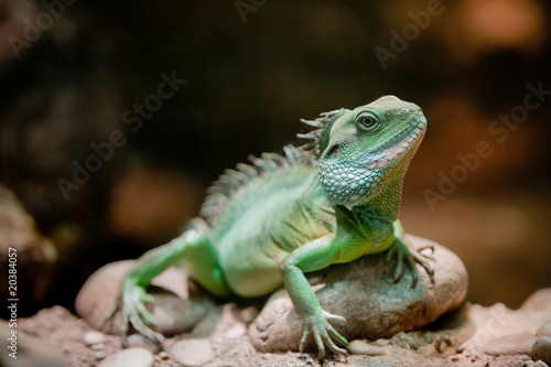 chinese water dragon © Peter Wey