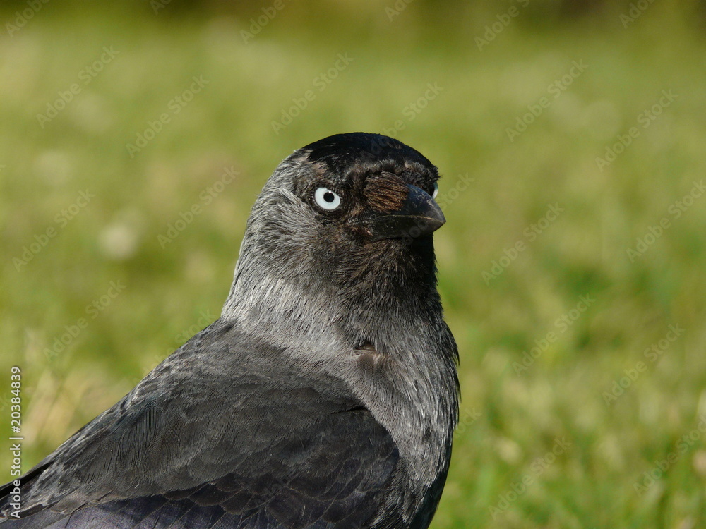 Crow eye Crow eye