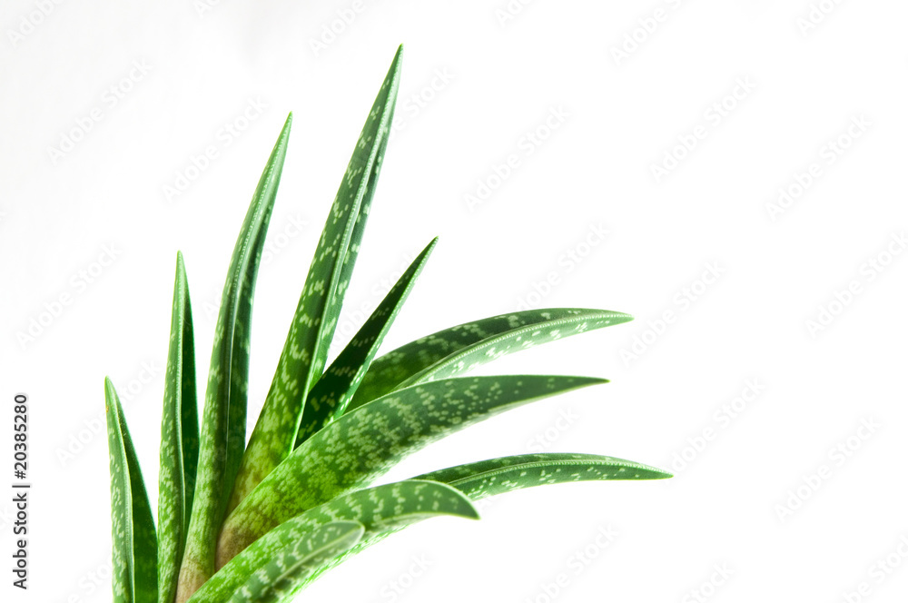 Aloe Vera Aloe Vera