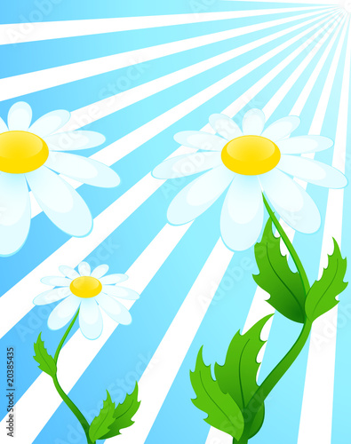 beautiful camomiles