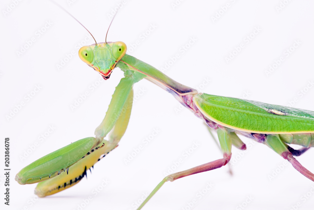 mantis stare to you isolated on white background mantis stare to you isolated on white background
