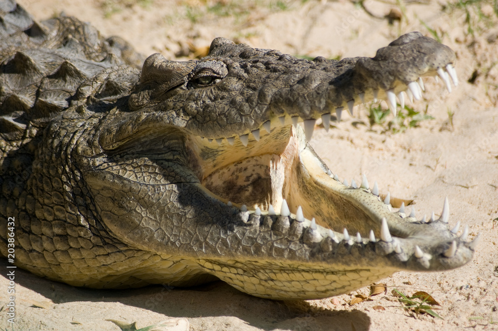 Obraz premium Crocodile mouth