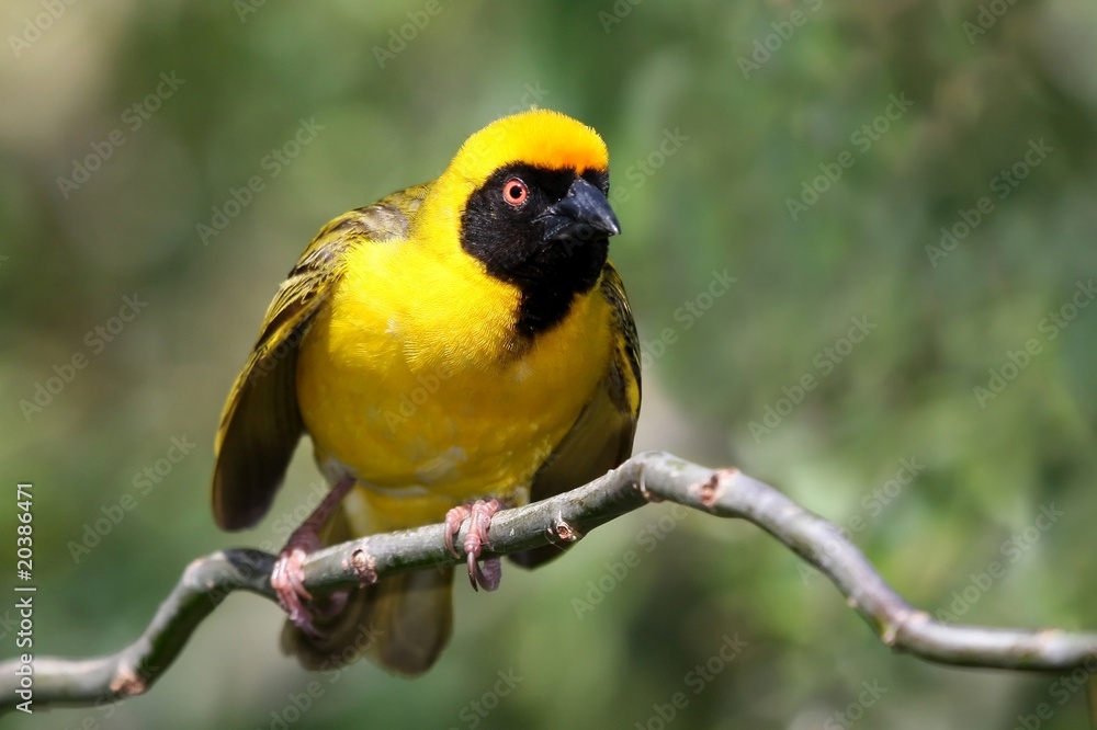 Fototapeta premium Masked Weaver Bird