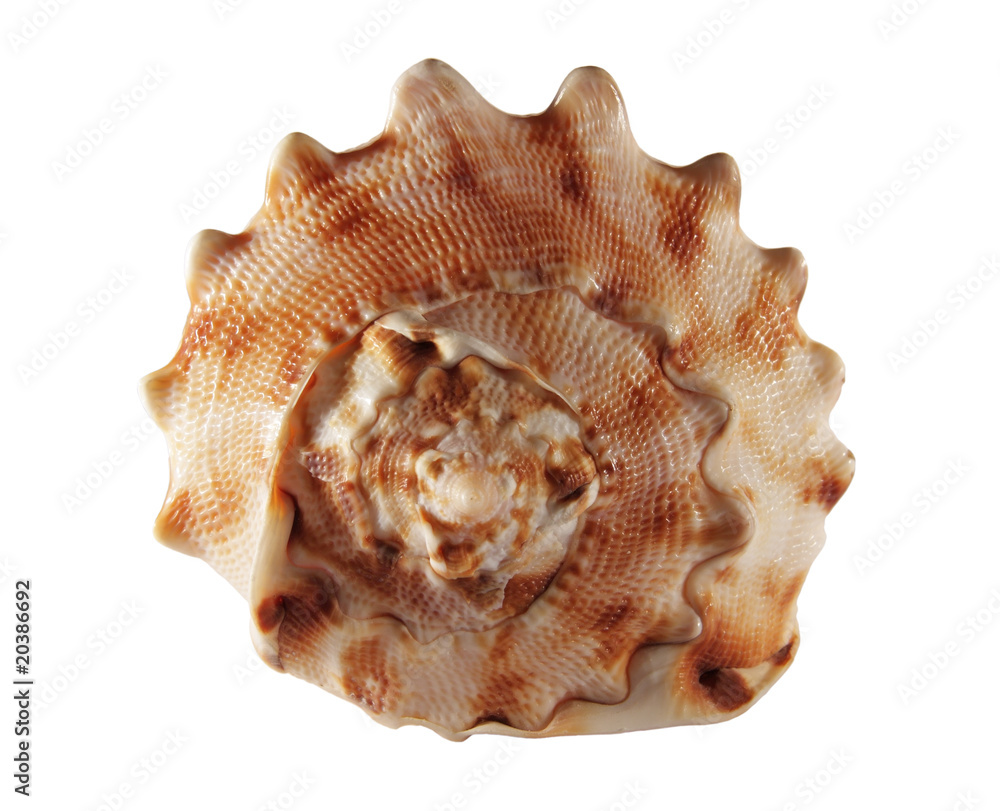 Brown sea shell, isolated on a white background Brown sea shell, isolated on a white background