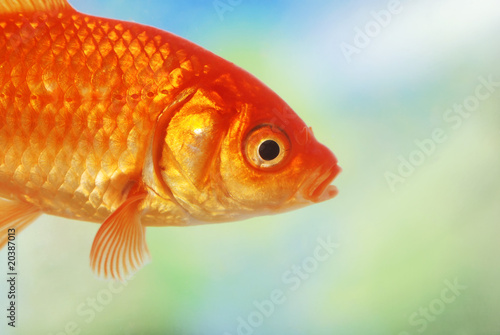 closeup of a gold fish swimming © Michael Gray