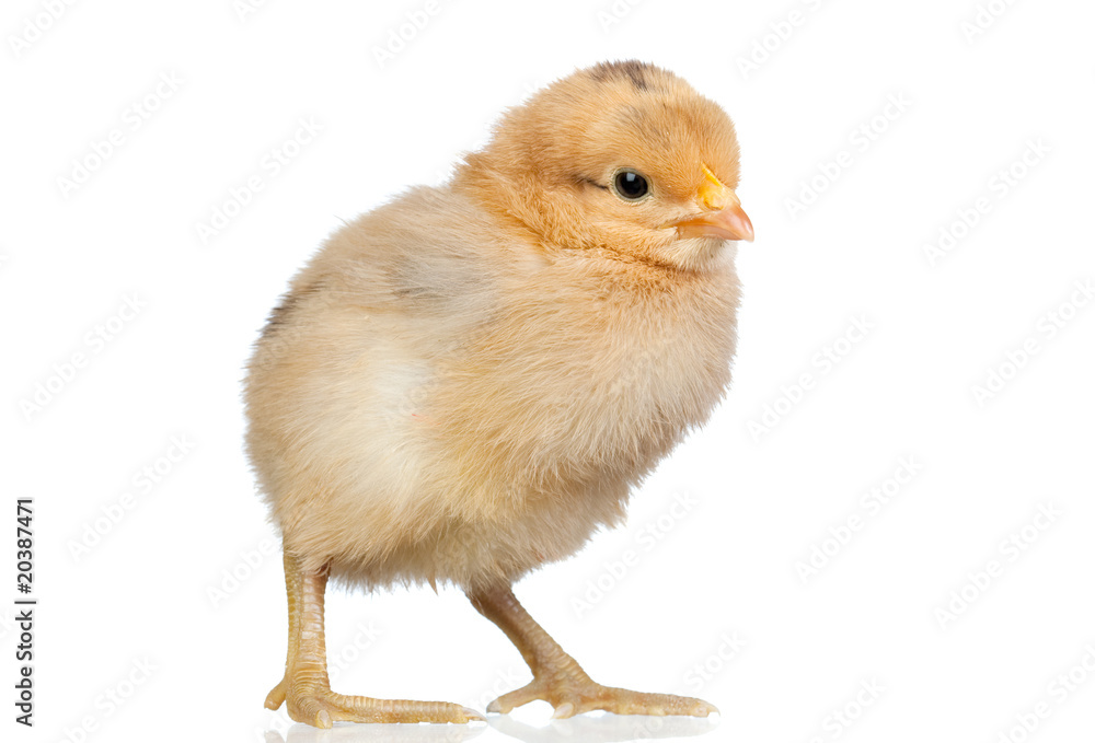 Obraz premium Little yellow chicken