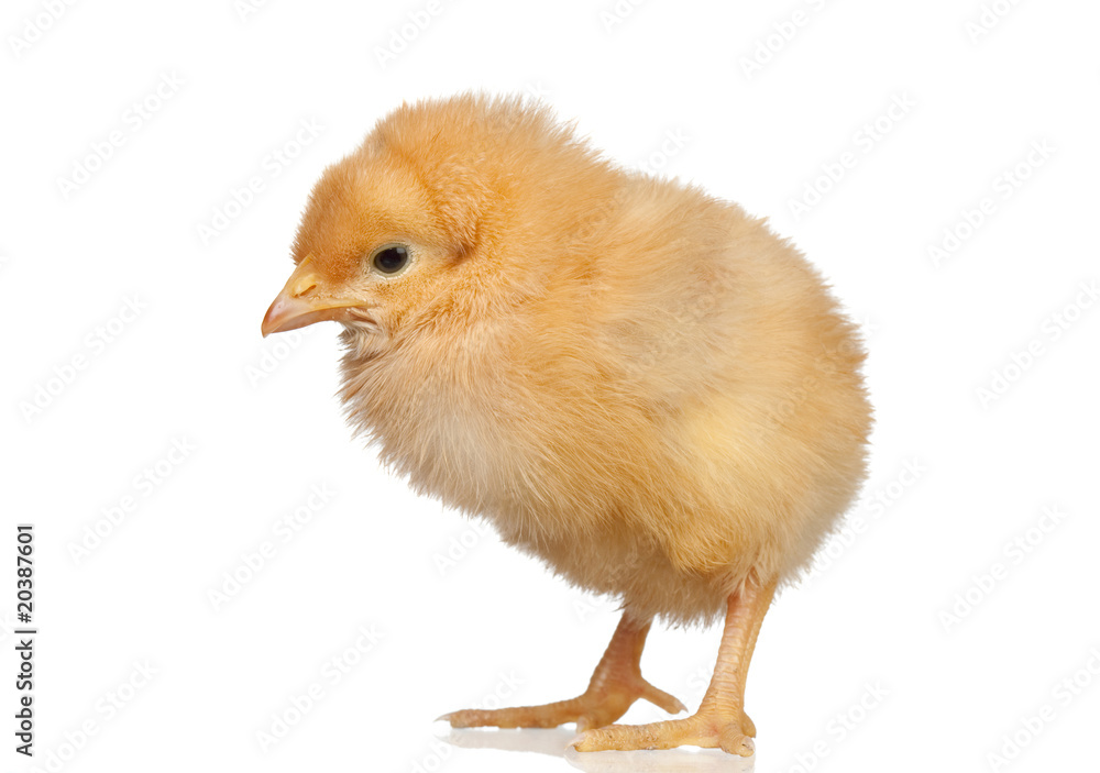 Fototapeta premium Little yellow chicken