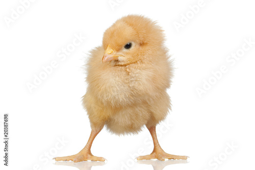 Wallpaper Mural Little yellow chicken Torontodigital.ca