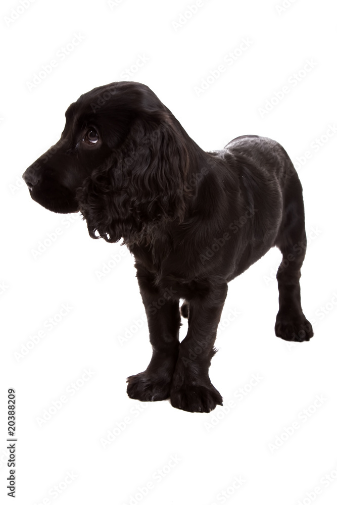 english Cocker Spaniel english Cocker Spaniel