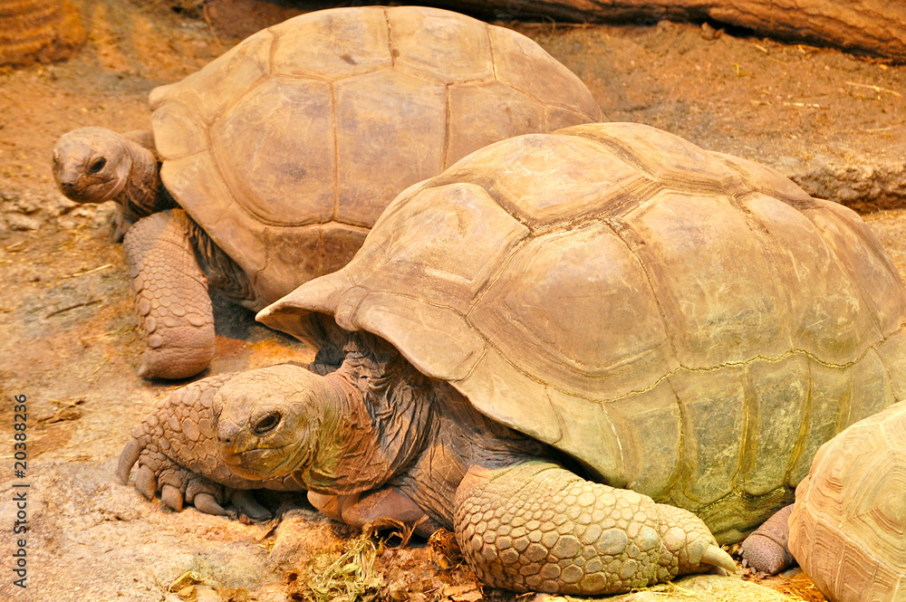 Fototapeta premium Tortues