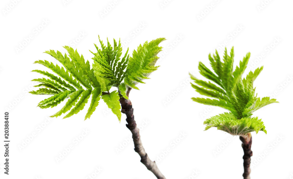 fresh plant isolated on white fresh plant isolated on white